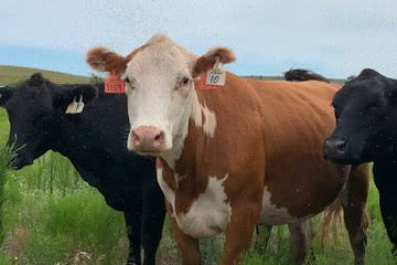 Ranch Raised Beef Shares